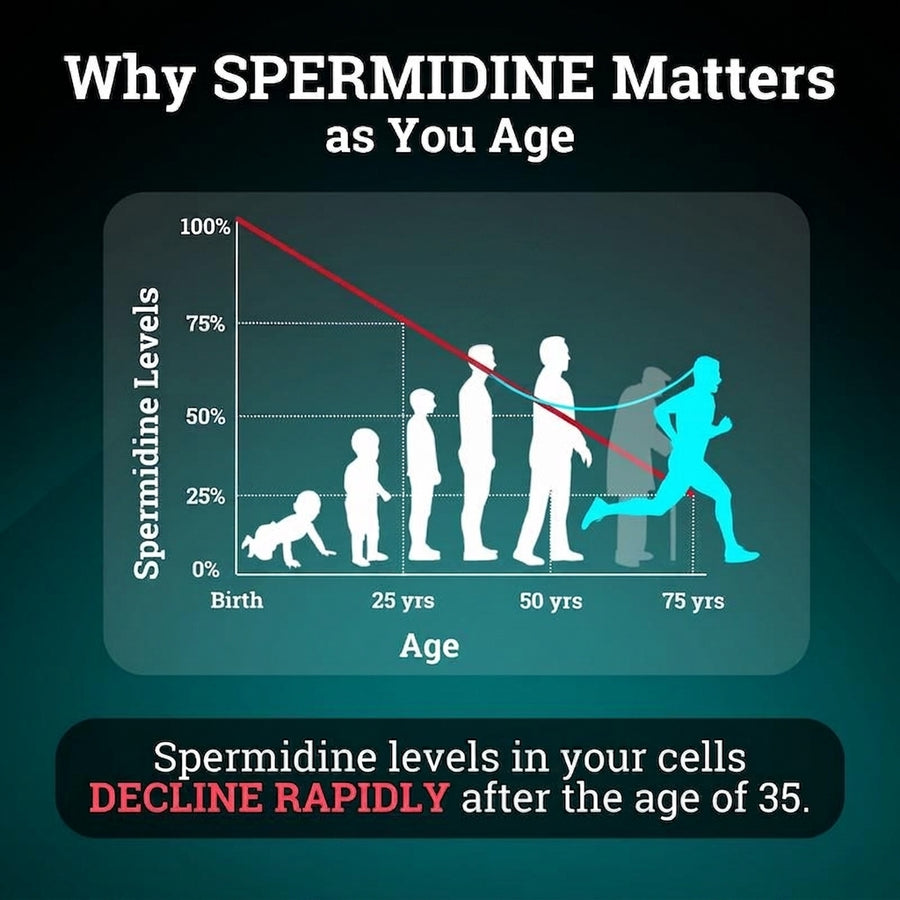 Purified spermidine extract